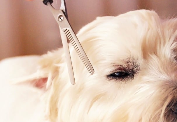 Westie getting a hair cut