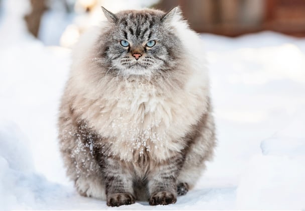 A big fluffy siberian cat sitting in the snow.