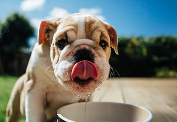 Puppy bulldog licking it's nose while drinking from a water bowl