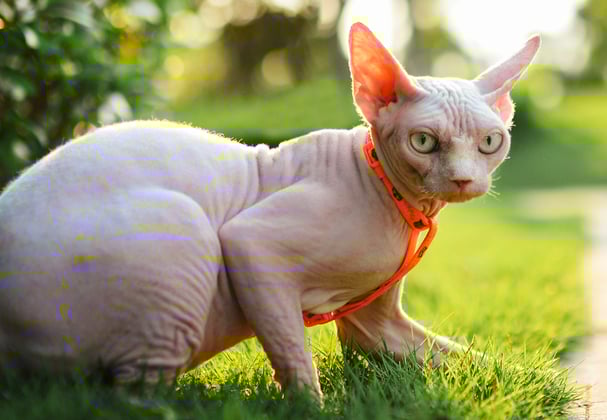 A sphynx cat with an orange harness walking on grass.