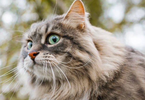A siberian cat with large eyes looking into the distance.