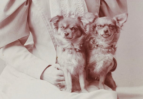 An old-fashioned photo of two Chihuahuas sitting on someone's knee.
