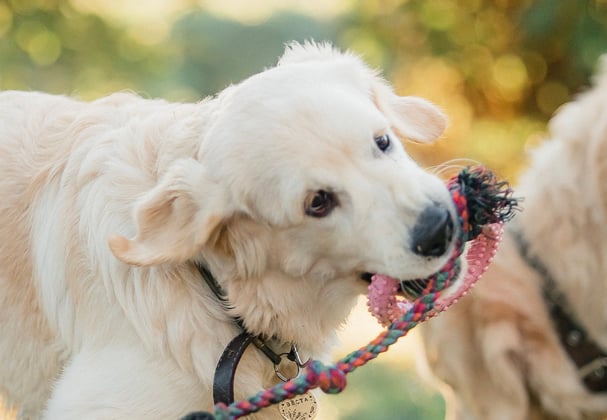 A young golden retriever playing with a rope toy.