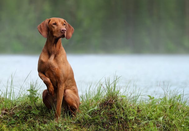 A hungarian vizsla sitting on a mound of grass surrounded by a lake.