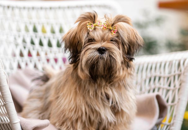 A lhasa apsos sitting on a whicker chair.