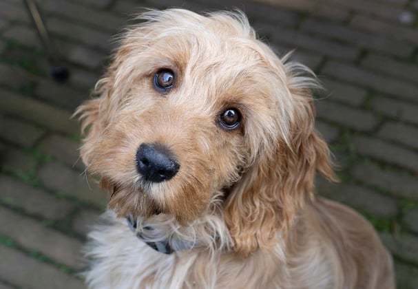 A cockapoo looking lovingly up at the camera