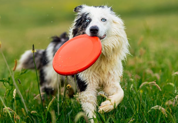A collie holding a orange frisbee in this mouth.