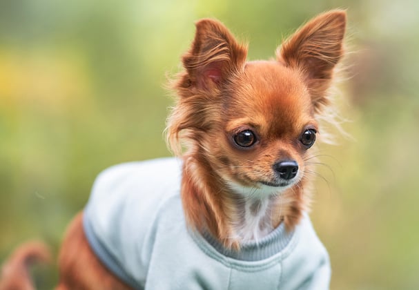 A ginger Chihuahua wearing a blue jumper.