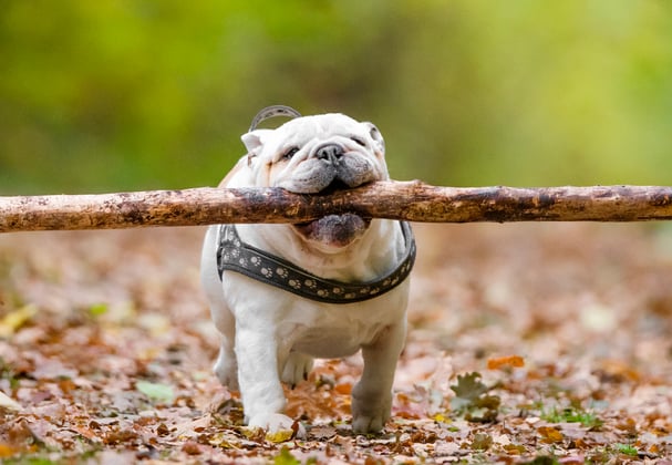 An english bulldog carrying a big stick.