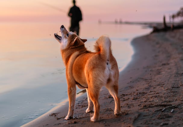 Shiba Inu on a beach looking up with mouth open