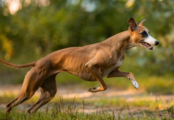 A whippet leaping through the air.