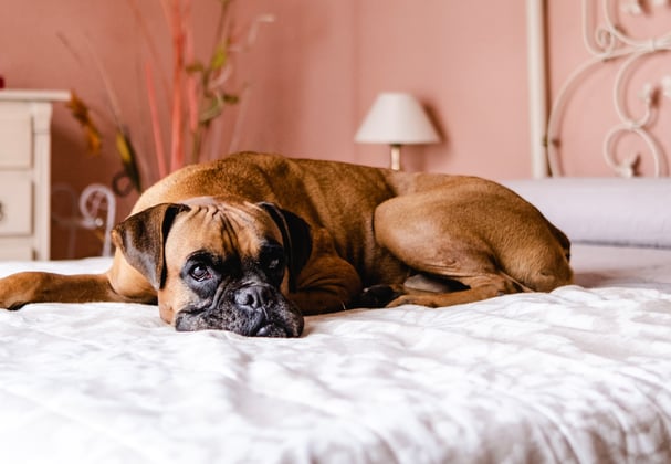 A brown boxer curled up on a bed.