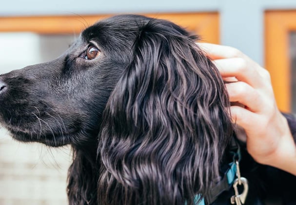 A black Cocker Spaniel on a leash.