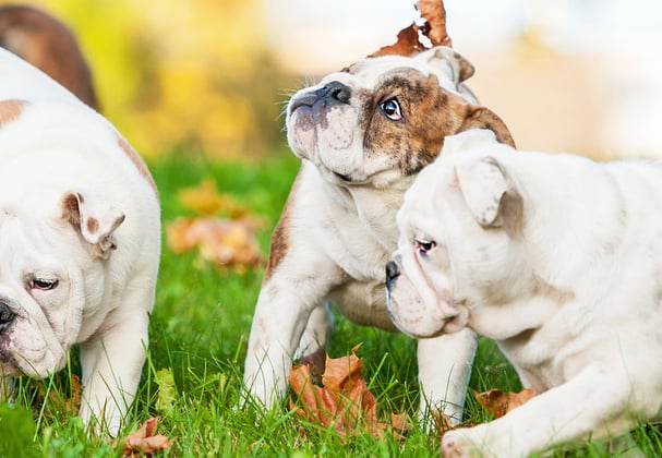 A group of english bulldogs.