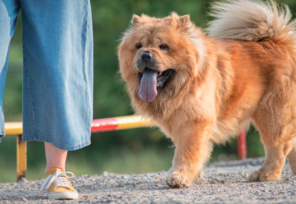 A ginger Chow Chow walking next to his owner.