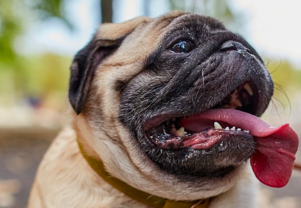 A pug with its tongue hanging out