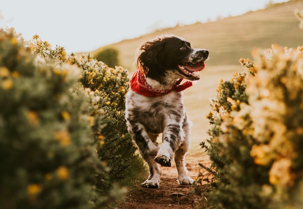 An english springer spaniel running between two bushes.