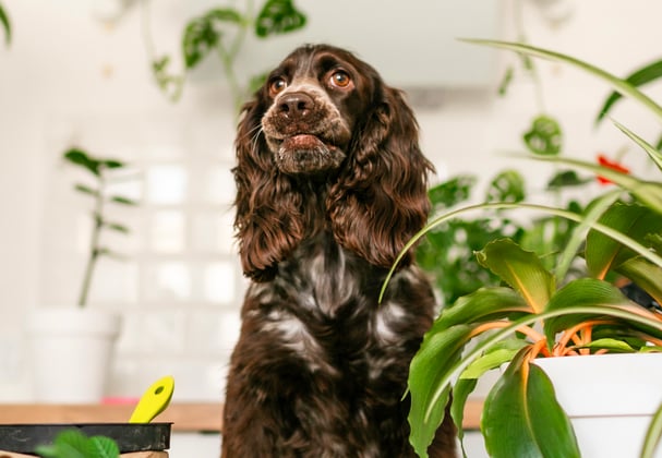 A sprocker spaniel sitting surrounded by plants