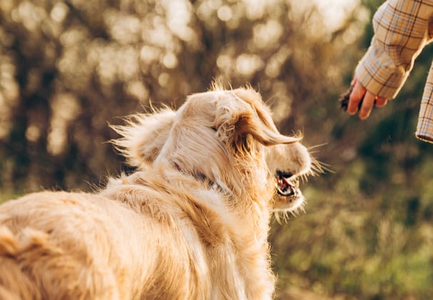 A golden retriever walking alongside it's owner.
