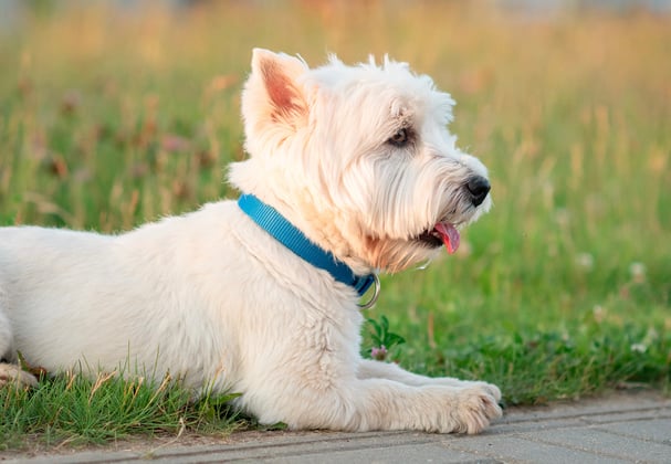 West Highland White Terrier with blue collar lying on grass next to pavement