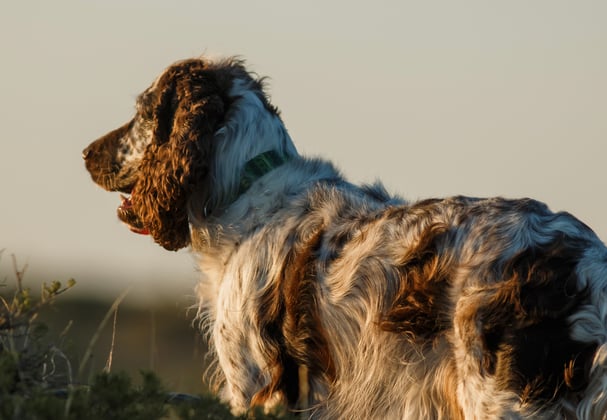 An english springer spaniel looking into the distance.