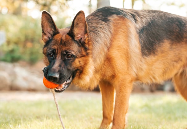 A german shepherd holding a ball on a rope in its mouth.