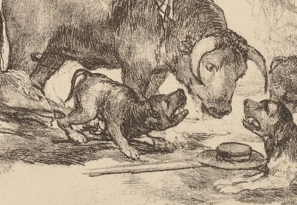 A historic drawing of english bulldogs.