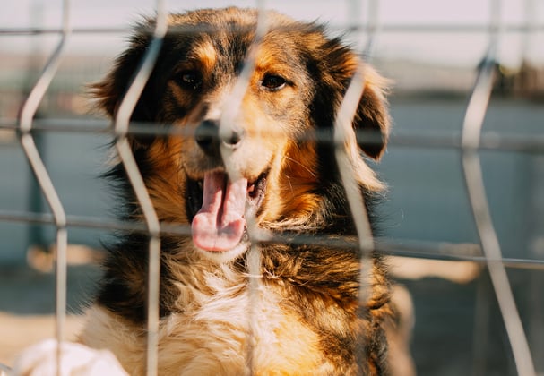 a woman sitting outside in a dog shelter playing with puppies 