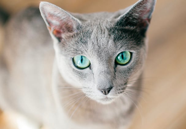 A russian blue staring intently at the camera.