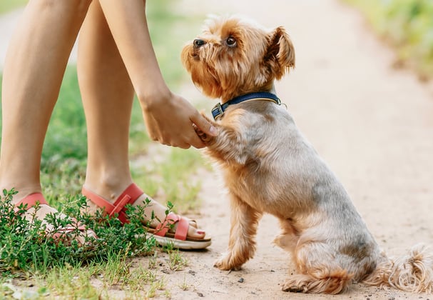 A yorkie giving a paw to their owner.