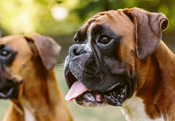 Two brown boxer dogs with their tongue hanging out.