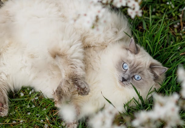 A ragdoll laying on the grass in flowers.