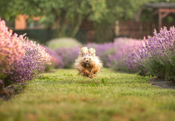 A lhasa apsos running through lavender towards the camera.
