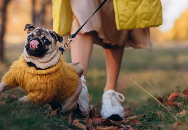 Pug on a lead outside wearing a mustard coloured jumper