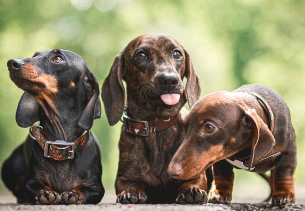 Three Dachshunds sitting and standing in a row outside