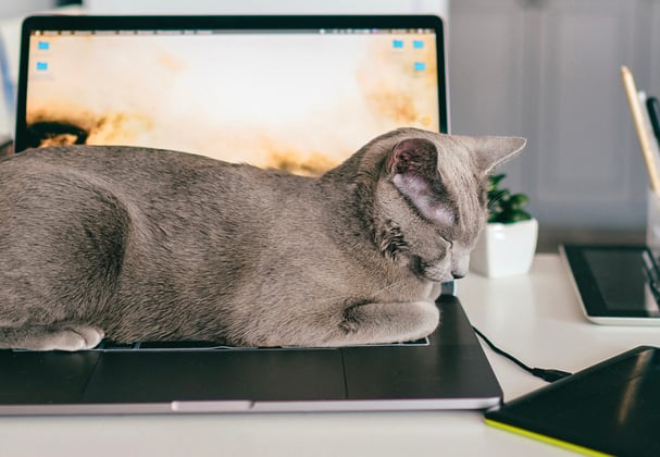 A russian blue asleep on a laptop.