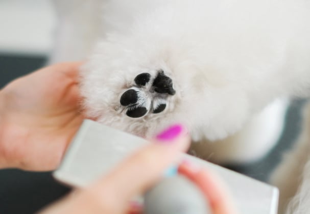 A bichon having her feet trimmed.
