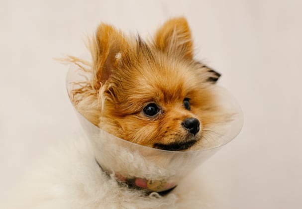 A pomeranian in a medical cone