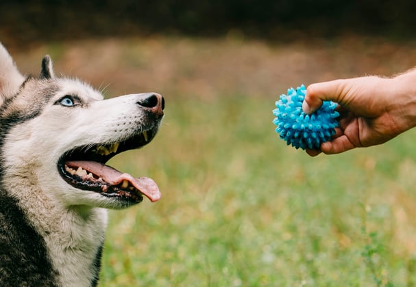 A siberian husky and its owner playing with a blue ball.