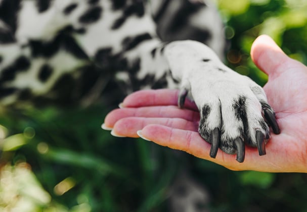 Dalmatian's paw on owner's hand