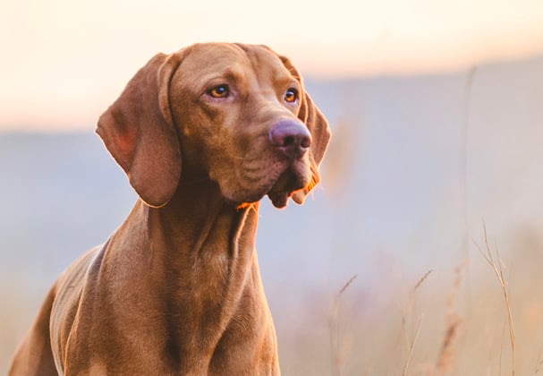 A hungarian vizsla at dusk in a field.