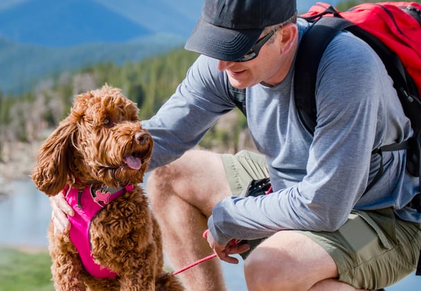 Labradoodle wearing a pink harness on a hike with owner