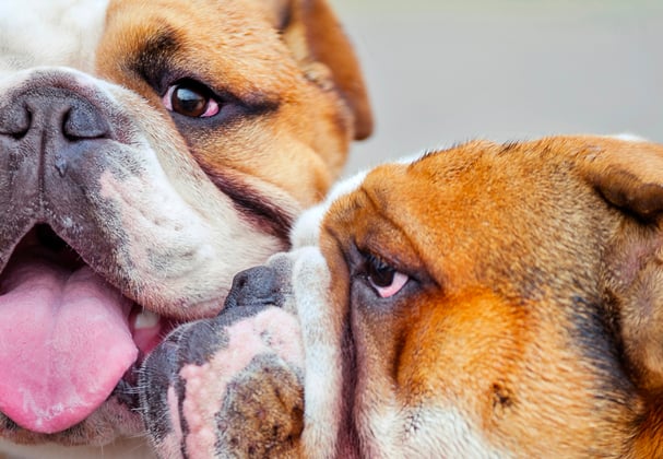 Two english bulldogs with their faces close to each other.