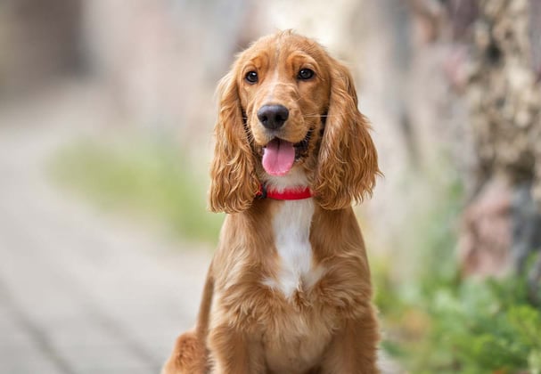 A happy looking Cocker Spaniel sits in front of a stone wall.