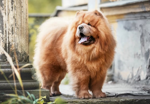 A Chow Chow standing next to a concrete pillar.