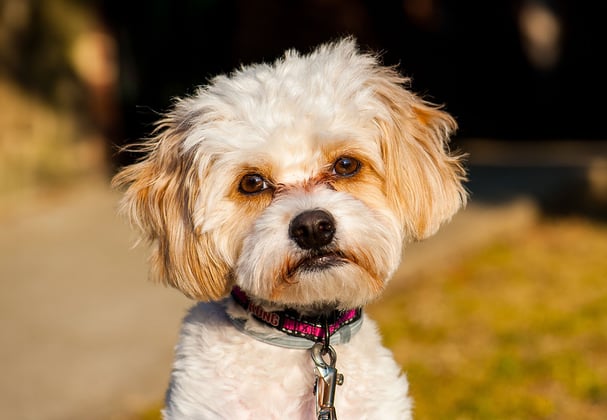 An apricot Cavachon looking into the camera