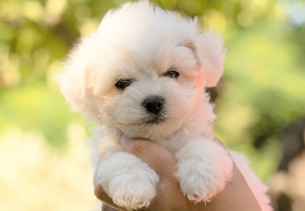 a puppy bichon frise being held up.