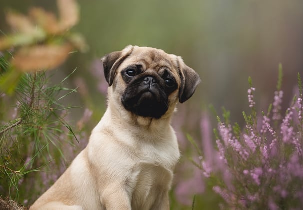 A pug sitting among some wild flowers looking curious.