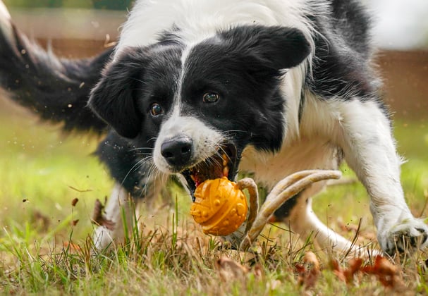 A collie chasing an orange ball.
