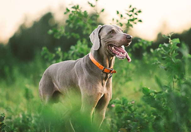 A weimaraner among tall green grass.